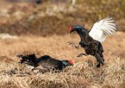 Birkhahnbalz - Black Grouse Courtship